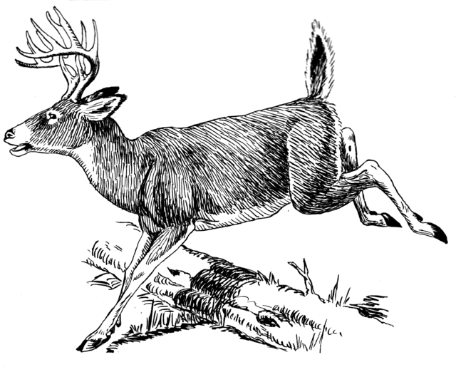 image of a deer jumping